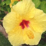 yellow Hibiscus